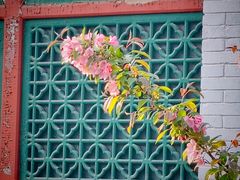 -海棠花溪(元大都城垣遗址公园)