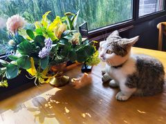 -IFIF 如果花園(宽厚里店)