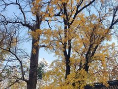 -苏州文庙(姑苏区)