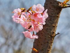 -顾村公园