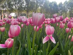 -洛阳郁金香牡丹园
