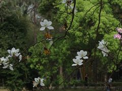-中国科学院华南植物园