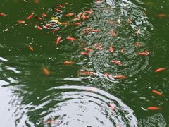 -贵州森林野生动物园