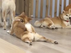-柴迷FANS CLUB·柴犬狗咖·猫咖