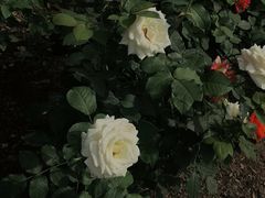 -上海滨江森林公园