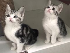-Bastet sally猫舍购宠(静安店)