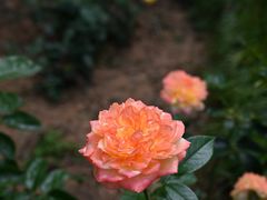 -武汉紫薇都市田园