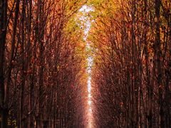 -羊亭河湿地公园