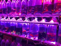 -中环花鸟鱼虫市场