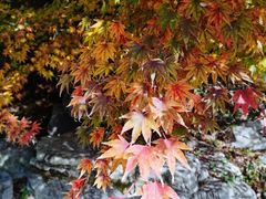 -上海滨江森林公园
