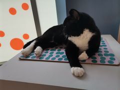 -米宠家·撸猫猫咖小萌宠·猫咪洗澡·猫咪寄养(高新大都荟店)