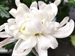 -重庆故事姊妹老火锅(财经学院店)