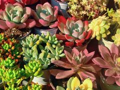 -三圣花乡旅游区