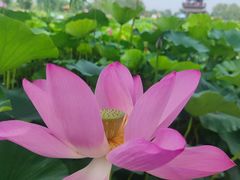 -白洋淀风景区