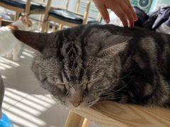 -平行世界·猫咖(首经贸店)