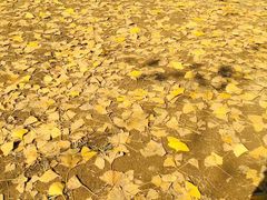 -千年银杏谷文化旅游区