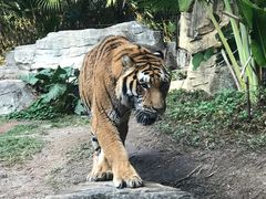 -深圳野生动物园