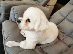 -熊小胖宠物生活馆(天华园店)