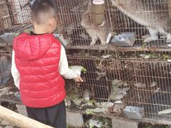 -樂桃源奉贤黄桃种植采摘基地