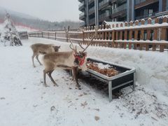 -中旅松花湖滑雪场
