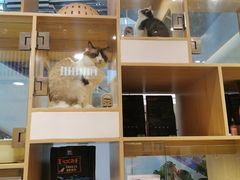 -屋虎猫馆(宝安大仟里店)