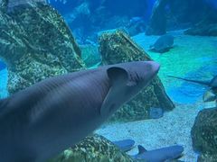 -海合安成都极地海洋公园