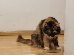 -雪月花(长江北路店)