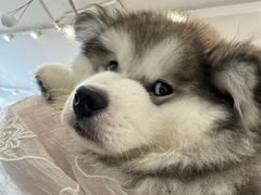 -Let's go狗咖·猫咖·奶狗·桌游(春熙路IFS店)
