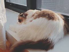 -猫腻·猫咖·撸猫馆(星光大道店)