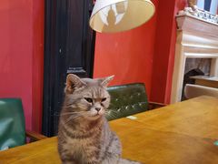 -猫色咖啡·猫咖