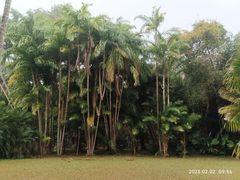 -中国科学院西双版纳热带植物园