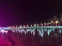 -枫林花海