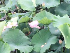 -荷塘月色湿地公园·向阳花洲