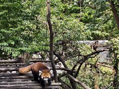 -昆明动物园