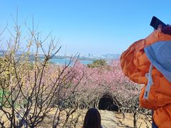 -香雪海
