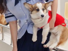 -怪兽屋·羊驼·猫咖·狗咖(俊华广场店)