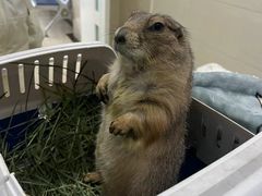 -菲尔斯特宠物医院