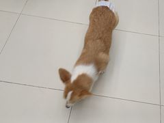 -怪兽屋·羊驼·猫咖·狗咖(俊华广场店)