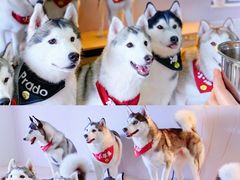 -Husky Go! 哈士奇体验馆·宠物咖啡厅狗咖