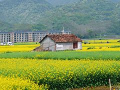 -东梓关景区村庄