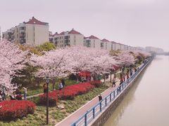 -高东镇樱花园