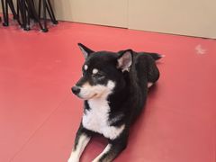 -和它·交个朋友·狗咖猫咖(爱琴海店)