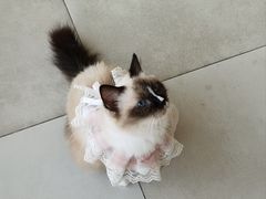 -怪兽屋·羊驼·猫咖·狗咖(俊华广场店)