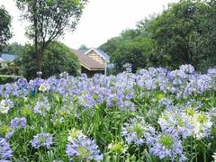 -洪湖湿地生态园