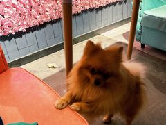 -百好乐宠物友好餐厅(朝外大街店)