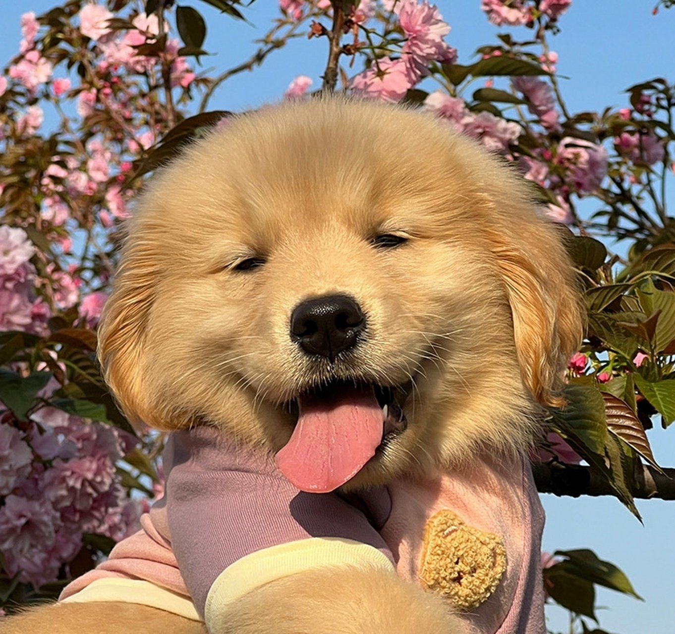 狗狗微笑攻势来袭