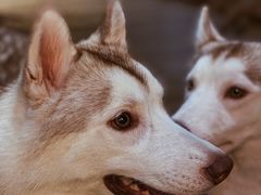 -Husky Go! 哈士奇体验馆·宠物咖啡厅狗咖
