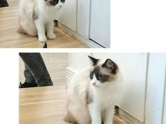 -李小姐の猫咖啡馆(五角场店)