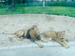 -北京野生动物园