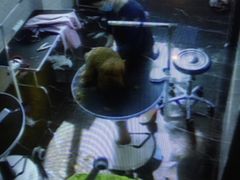-宠颐生斯嘉宠物医院·急重症·心内科(谷阳北路分院)